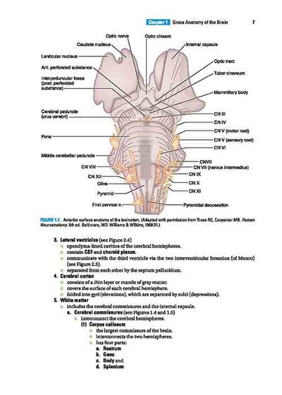 BRS Neuroanatomy (Board Review Series) Sixth Edition 2020